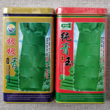 根根青纯青玉圆叶香莴笋种子青皮青肉高产耐寒莴苣种籽清香脆