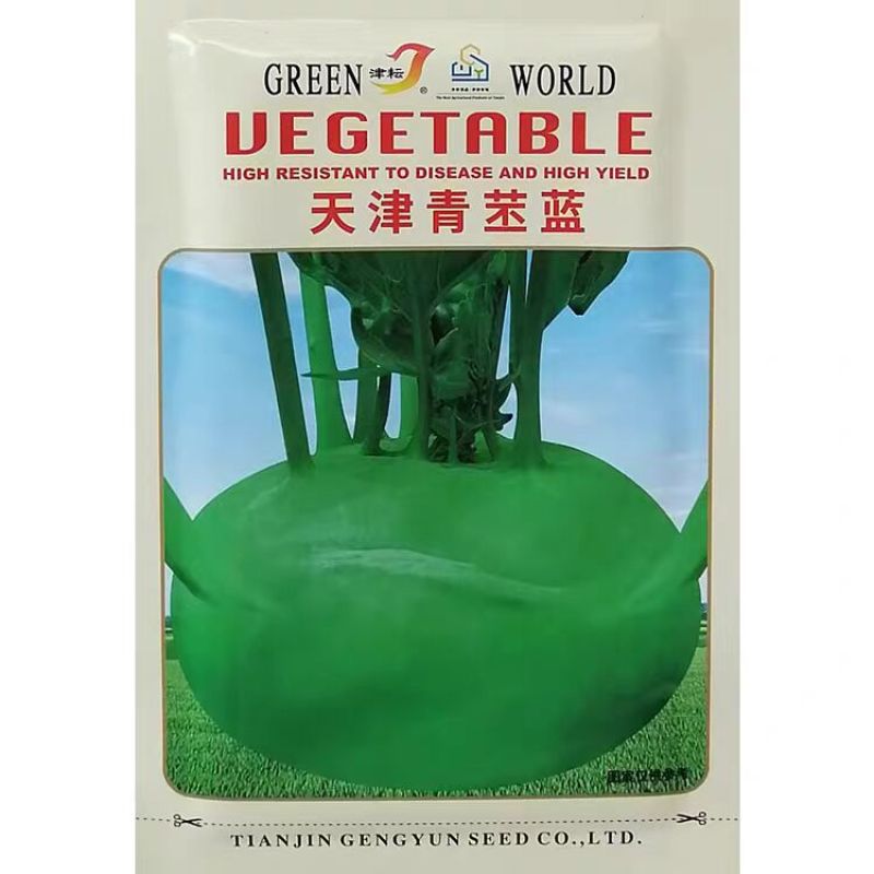 青丕兰种子球茎扁圆外皮青绿色青丕蓝种籽肉质细嫩质脆