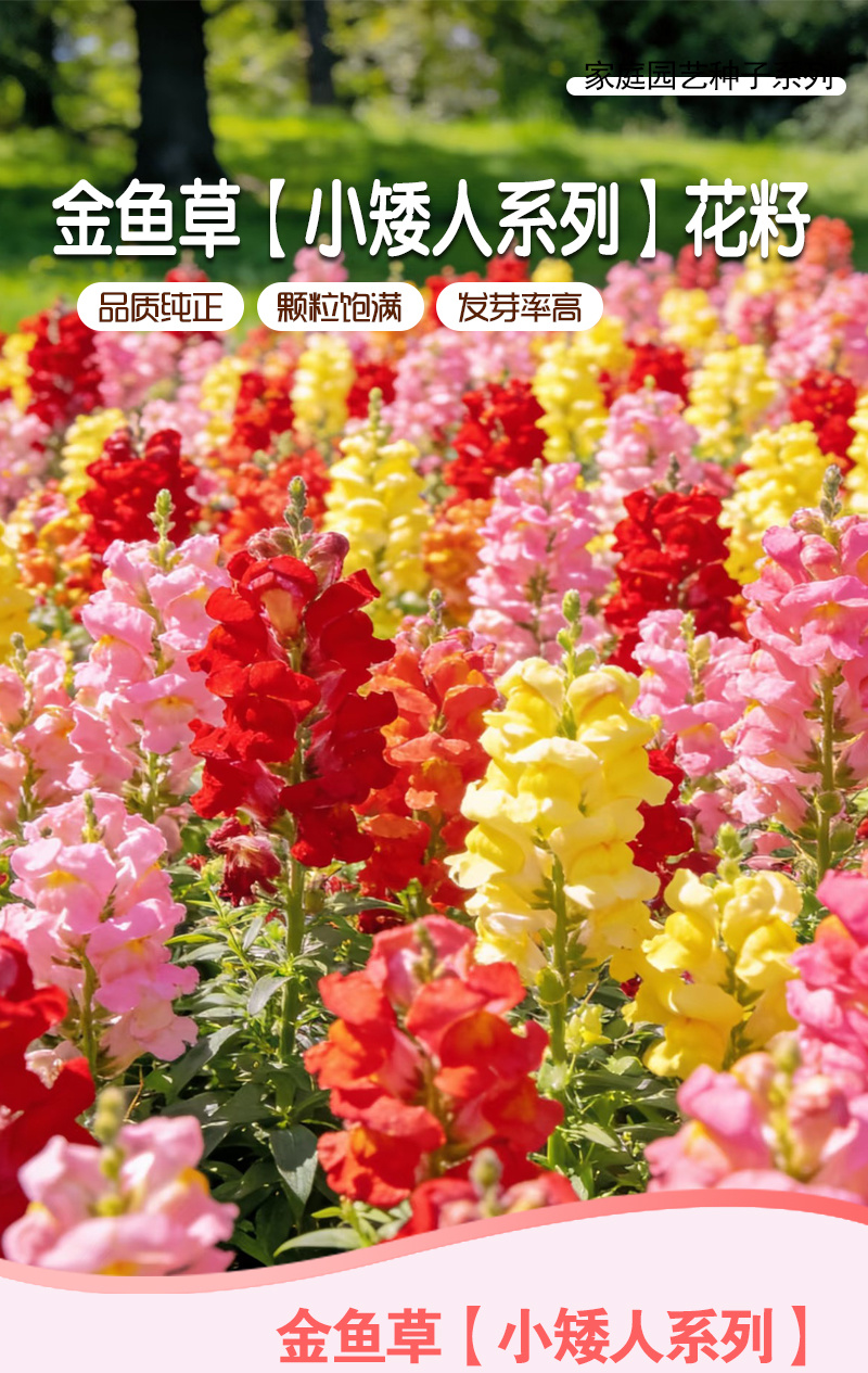 【精品包邮】小矮人金鱼草种子龙头花狮子花龙口花洋彩雀花籽