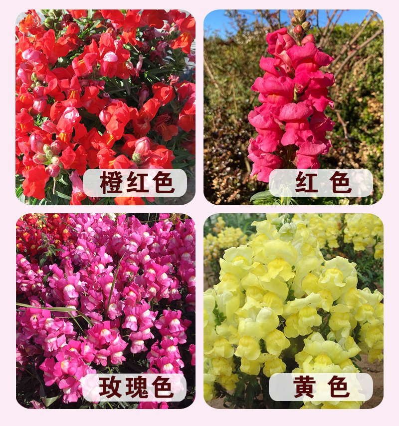 【精品包邮】小矮人金鱼草种子龙头花狮子花龙口花洋彩雀花籽