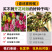 【精品包邮】小矮人金鱼草种子龙头花狮子花龙口花洋彩雀花籽
