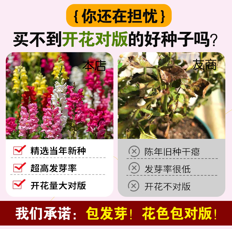 【精品包邮】小矮人金鱼草种子龙头花狮子花龙口花洋彩雀花籽