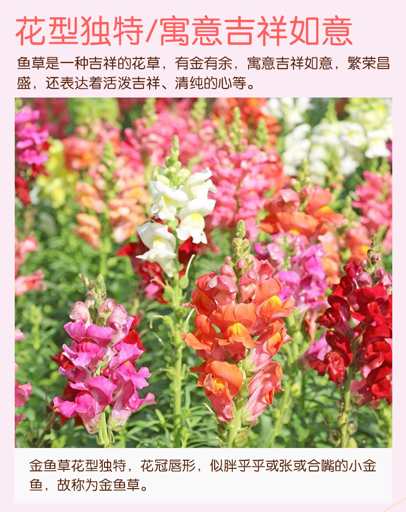 【精品包邮】小矮人金鱼草种子龙头花狮子花龙口花洋彩雀花籽
