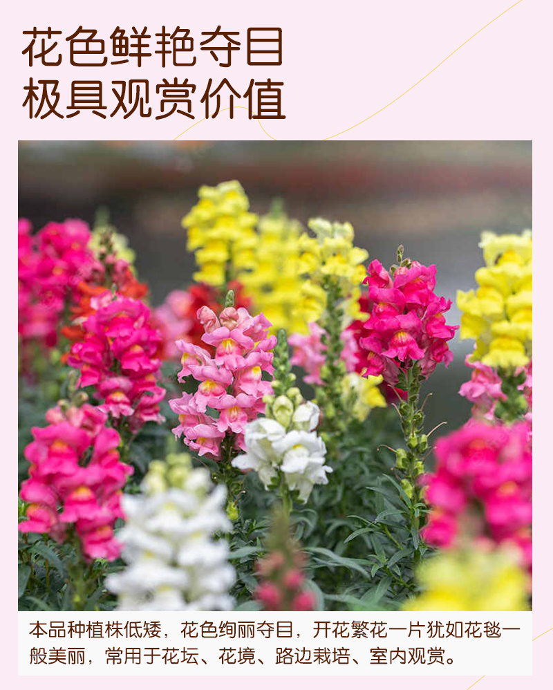 【精品包邮】小矮人金鱼草种子龙头花狮子花龙口花洋彩雀花籽