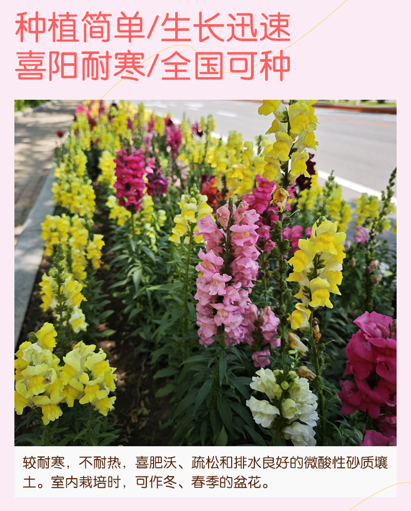 【精品包邮】小矮人金鱼草种子龙头花狮子花龙口花洋彩雀花籽