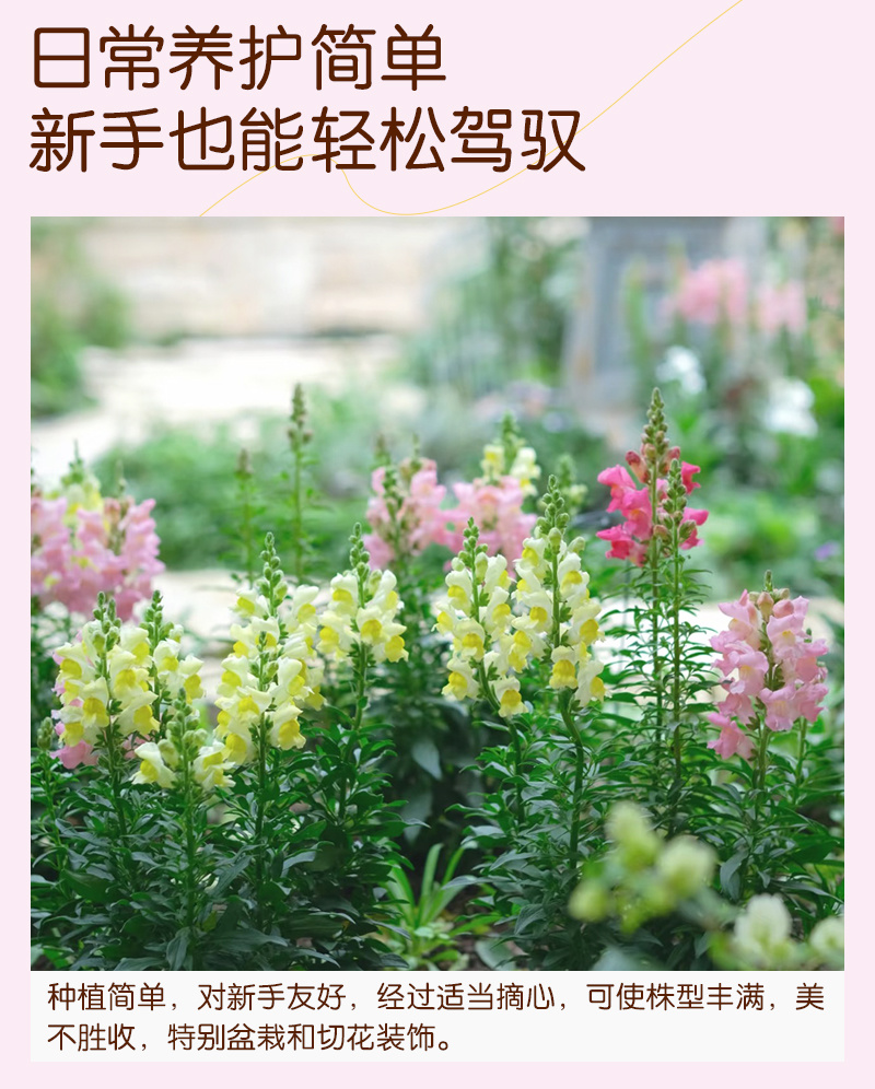 【精品包邮】小矮人金鱼草种子龙头花狮子花龙口花洋彩雀花籽