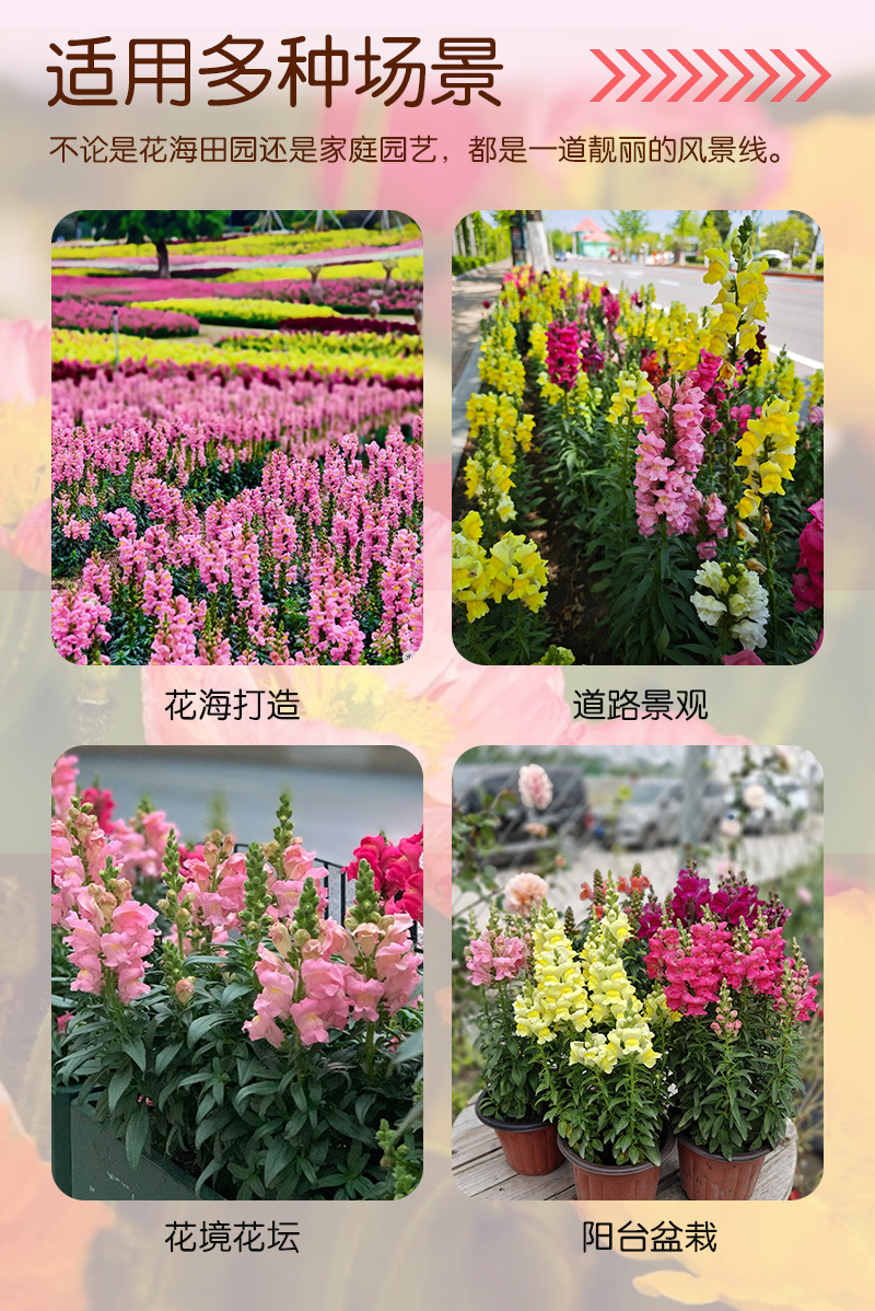 【精品包邮】小矮人金鱼草种子龙头花狮子花龙口花洋彩雀花籽