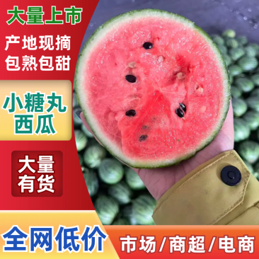 西瓜/2k小吊瓜小糖丸西瓜/山东吊瓜/产地大量有货