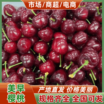 山东精品大樱桃一件代发对接抖音快手拼多多团购市场等
