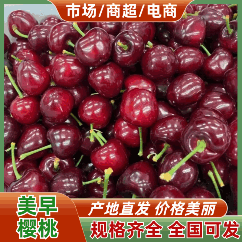 山东精品大樱桃一件代发对接抖音快手拼多多团购市场等