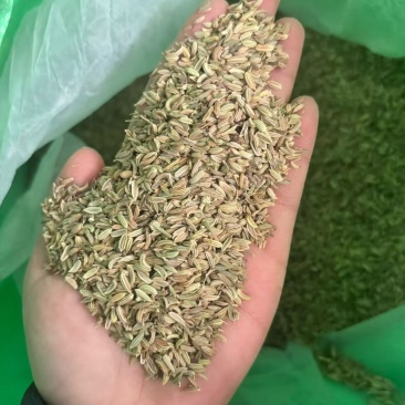进口小茴香大货价5元/斤