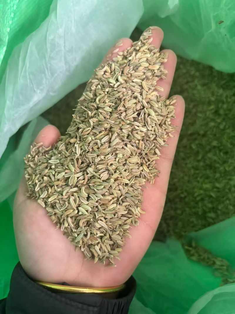 进口小茴香大货价5元/斤
