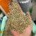 进口小茴香大货价5元/斤