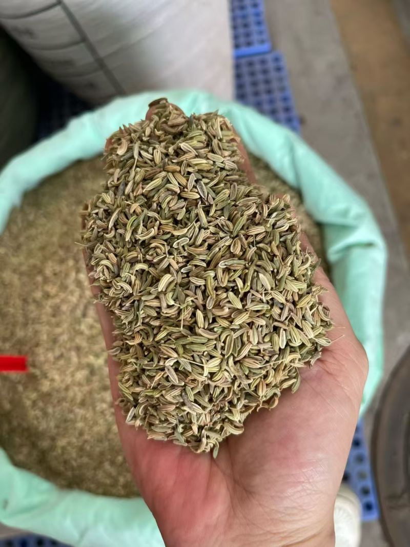 进口小茴香大货价5元/斤