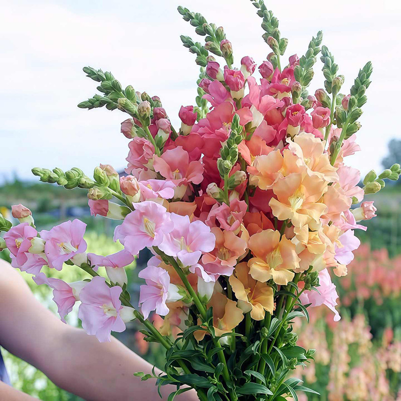 【精品】艳丽金鱼草种子龙头花狮子花洋彩雀可切花金鱼草种子