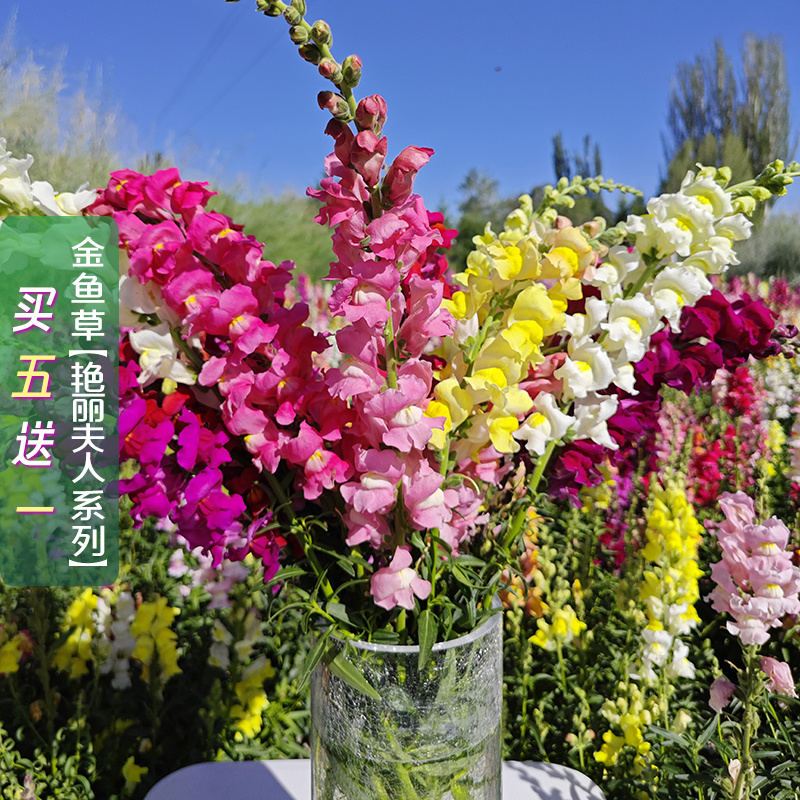 【精品】艳丽金鱼草种子龙头花狮子花洋彩雀可切花金鱼草种子