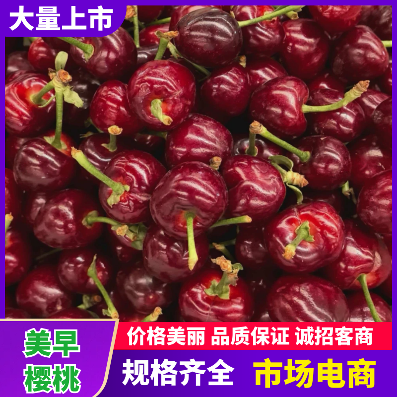 【精品】美早樱桃大量上市，接【电商、市场、零售】坏烂包赔