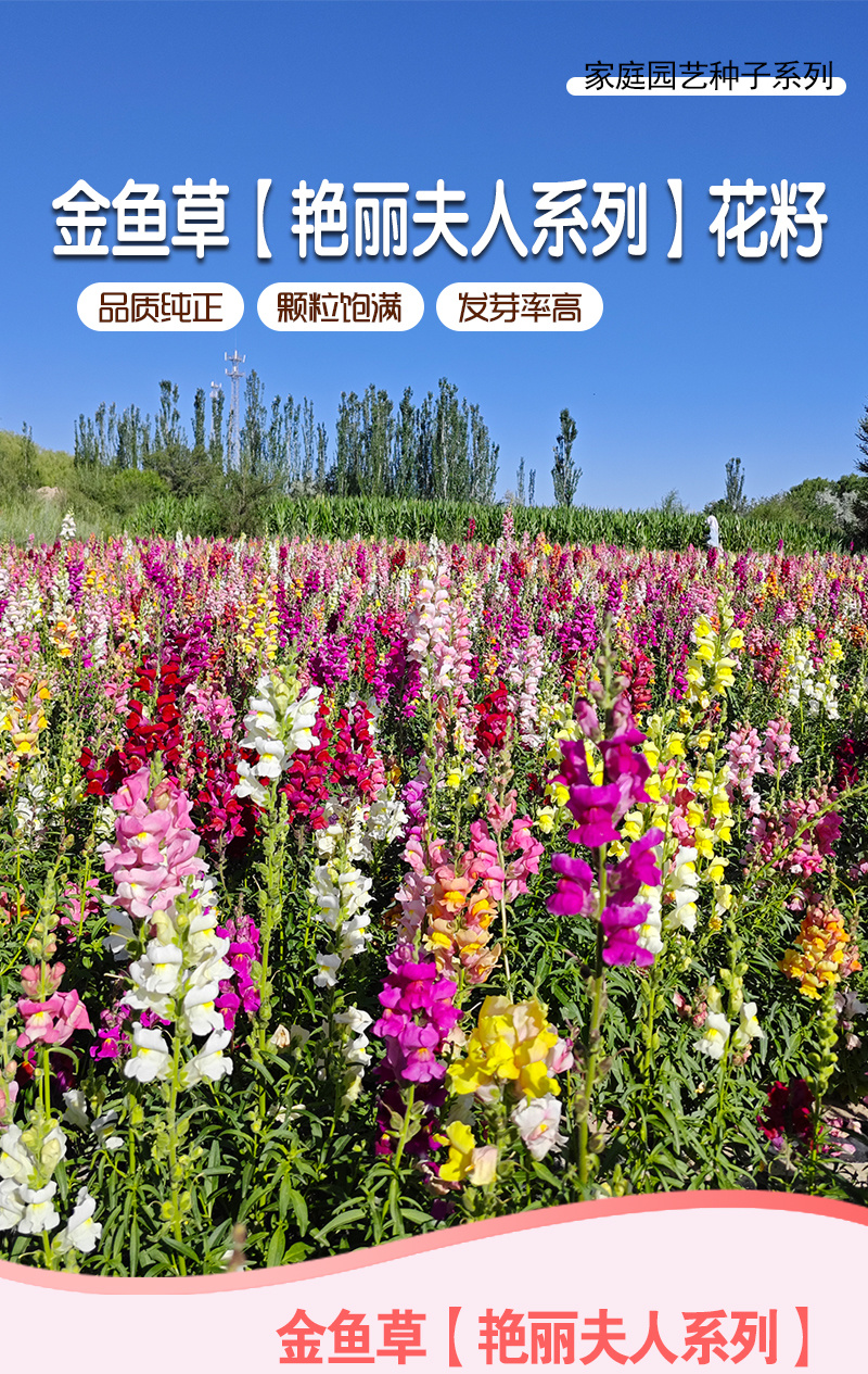 【精品】艳丽金鱼草种子龙头花狮子花洋彩雀可切花金鱼草种子