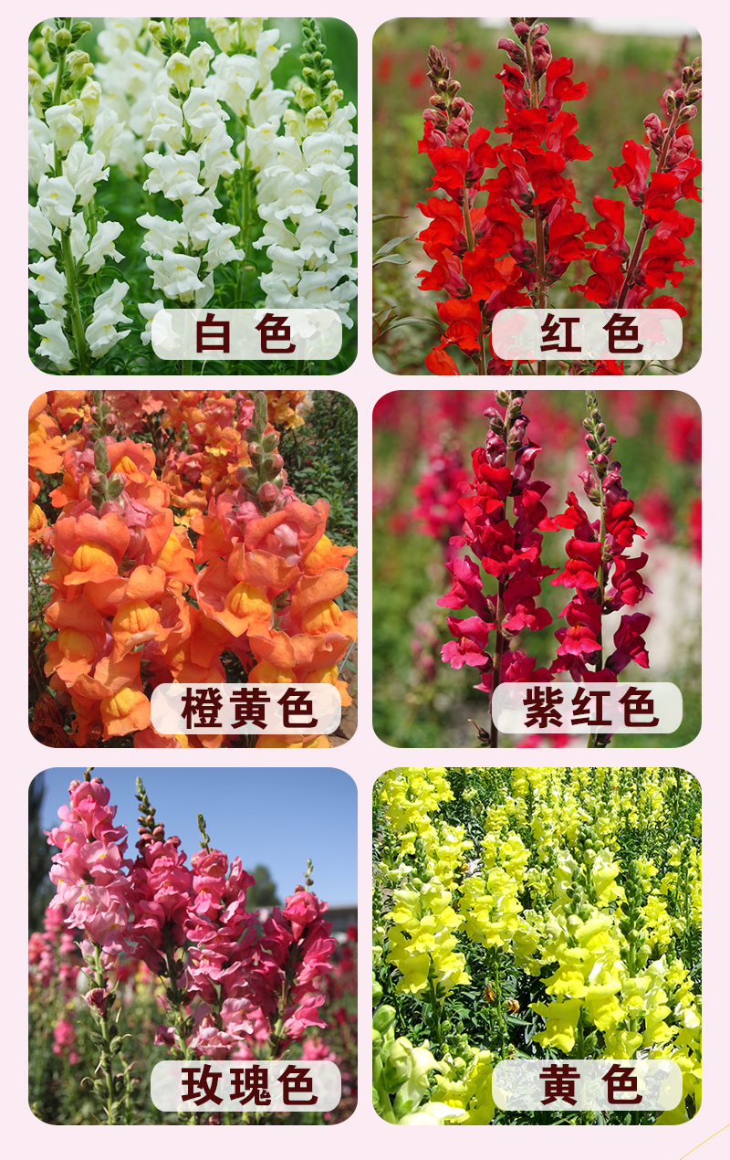 【精品】艳丽金鱼草种子龙头花狮子花洋彩雀可切花金鱼草种子