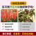 【精品】艳丽金鱼草种子龙头花狮子花洋彩雀可切花金鱼草种子