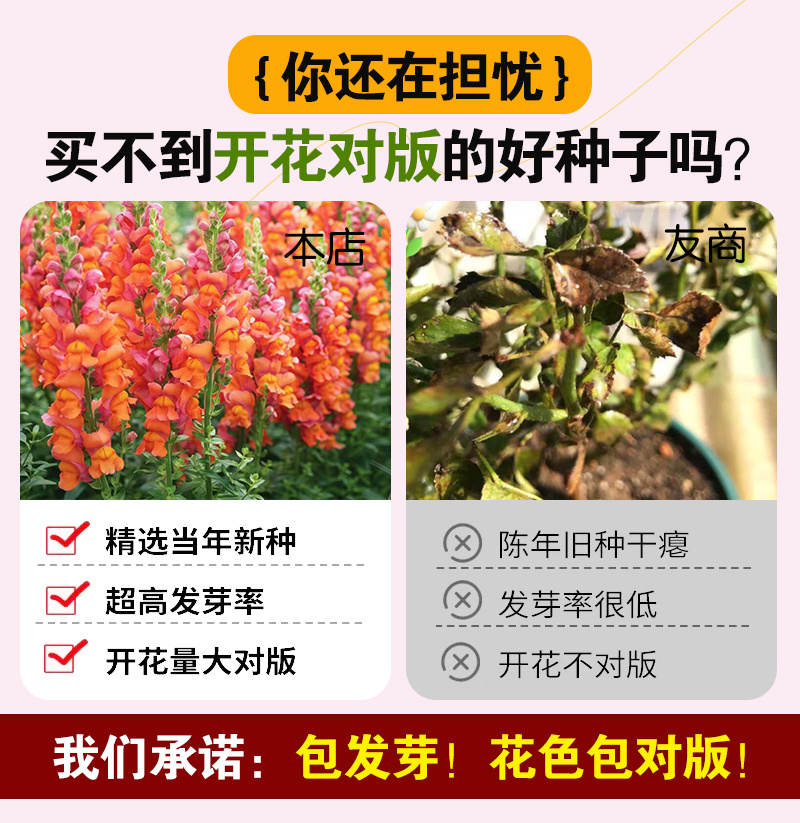 【精品】艳丽金鱼草种子龙头花狮子花洋彩雀可切花金鱼草种子