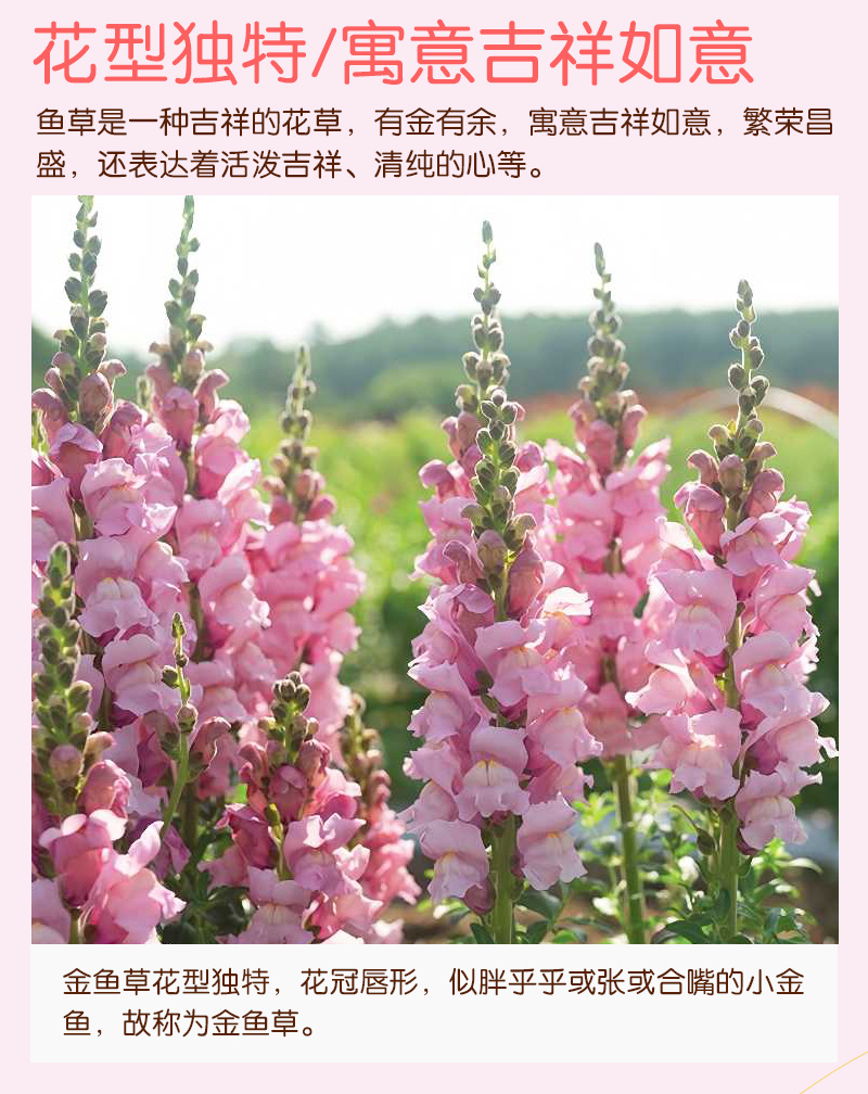 【精品】艳丽金鱼草种子龙头花狮子花洋彩雀可切花金鱼草种子