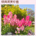 【精品】艳丽金鱼草种子龙头花狮子花洋彩雀可切花金鱼草种子