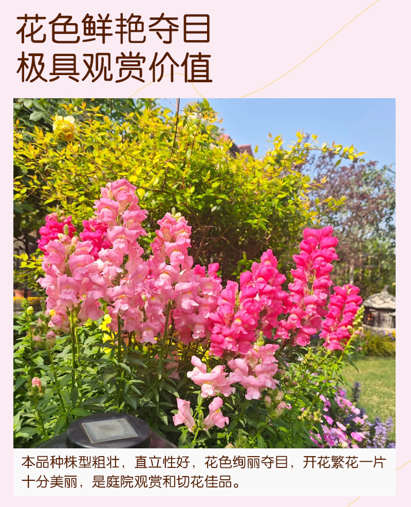 【精品】艳丽金鱼草种子龙头花狮子花洋彩雀可切花金鱼草种子