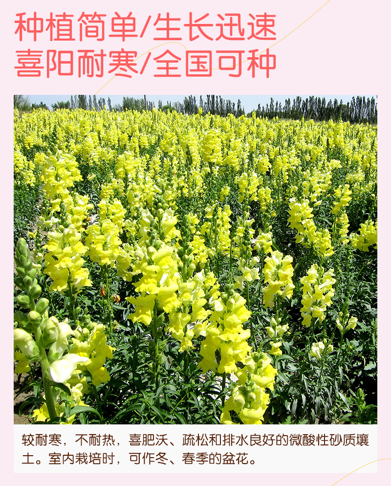 【精品】艳丽金鱼草种子龙头花狮子花洋彩雀可切花金鱼草种子