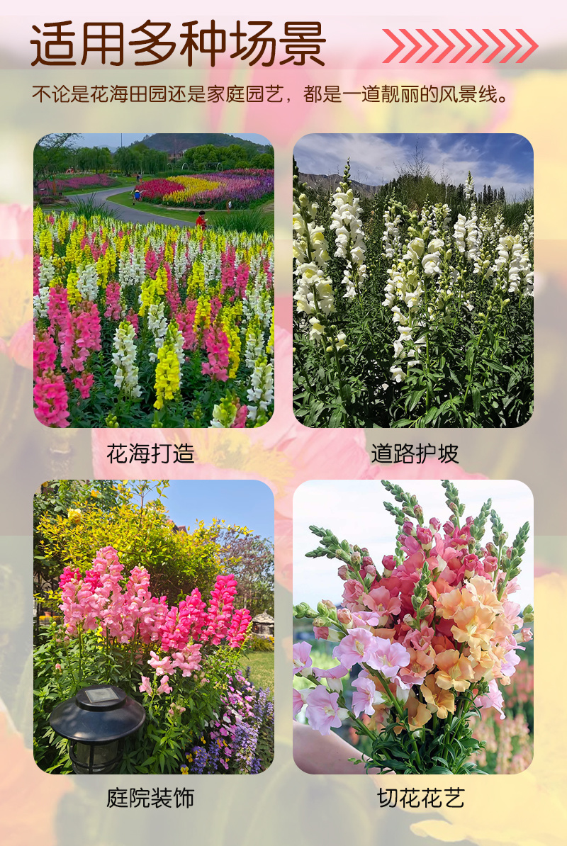 【精品】艳丽金鱼草种子龙头花狮子花洋彩雀可切花金鱼草种子