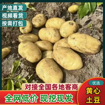 湖北精品大丰土豆黄心土豆大量上市品质保证一手货源