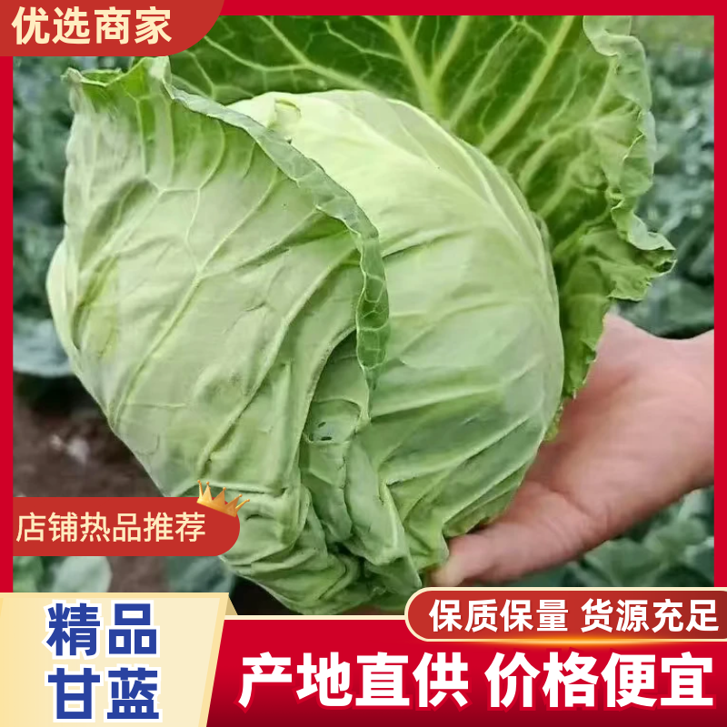 湖北精品甘蓝圆包菜产地直发品质保证量大从优一手货