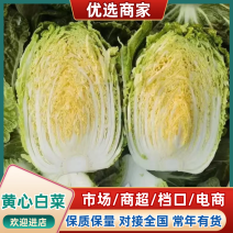 湖北精品黄心白菜大量上市品质保证量大从优一手货源