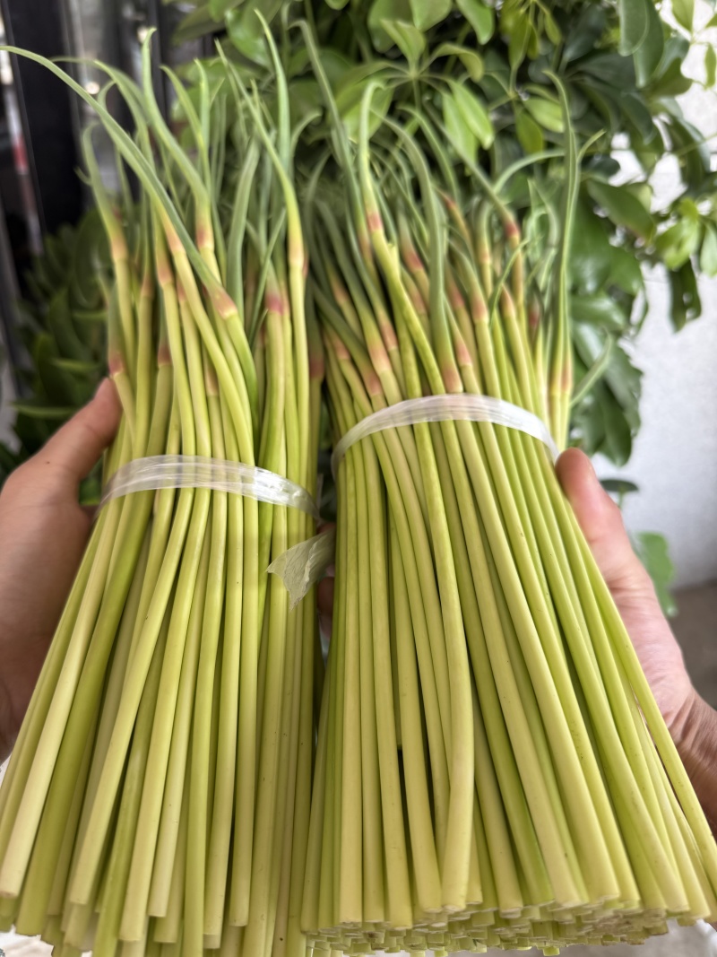 山东临沂红帽蒜薹/量大从优货源充足产地直发/欢迎联系