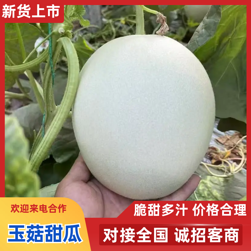 河南安阳玉菇甜瓜大量接单产地直发欢迎来电咨询