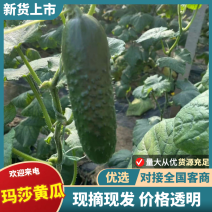 【山东黄瓜】玛莎黄瓜水果黄瓜产地直供可供全国商超电商社区