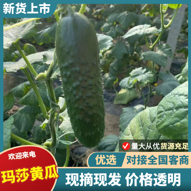 【山东黄瓜】玛莎黄瓜水果黄瓜产地直供可供全国商超电商社区