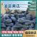 【山东黄瓜】油皮黄瓜现摘先发产地直供可供全国商超电商社区
