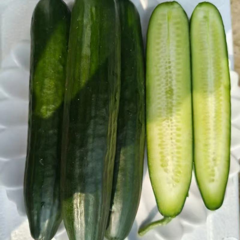 油皮黄瓜大量有货有需要的老板联系量大从优