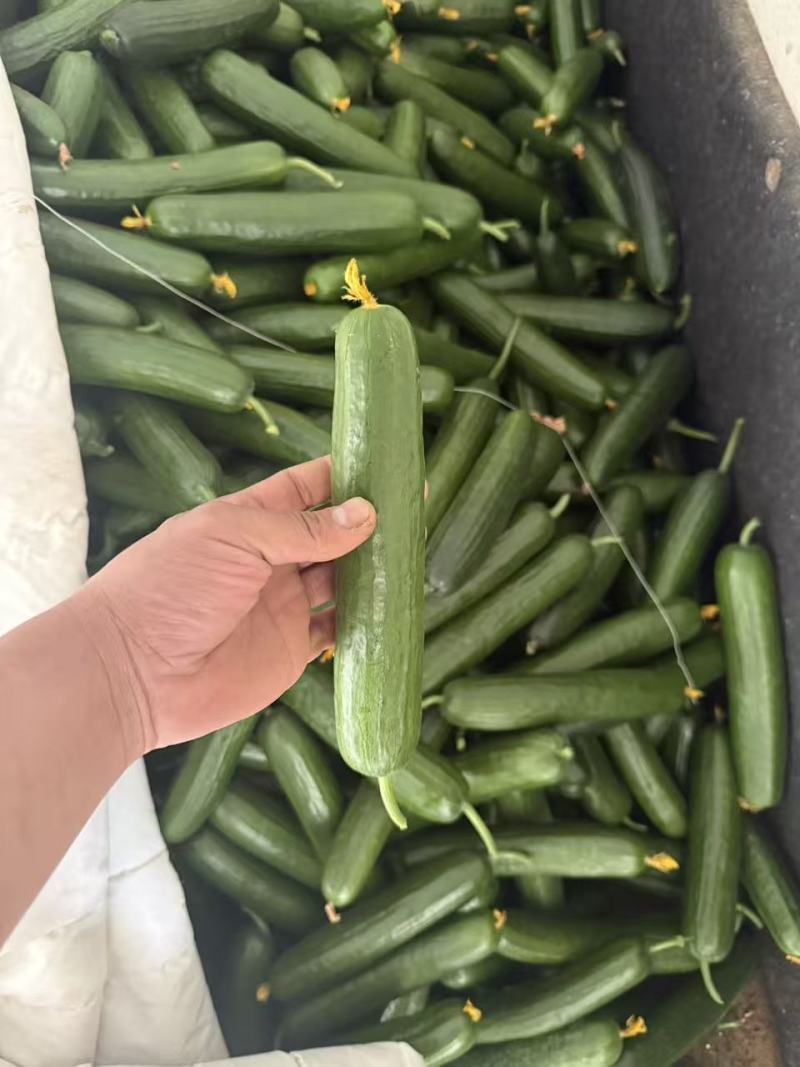 油皮黄瓜大量有货有需要的老板联系量大从优