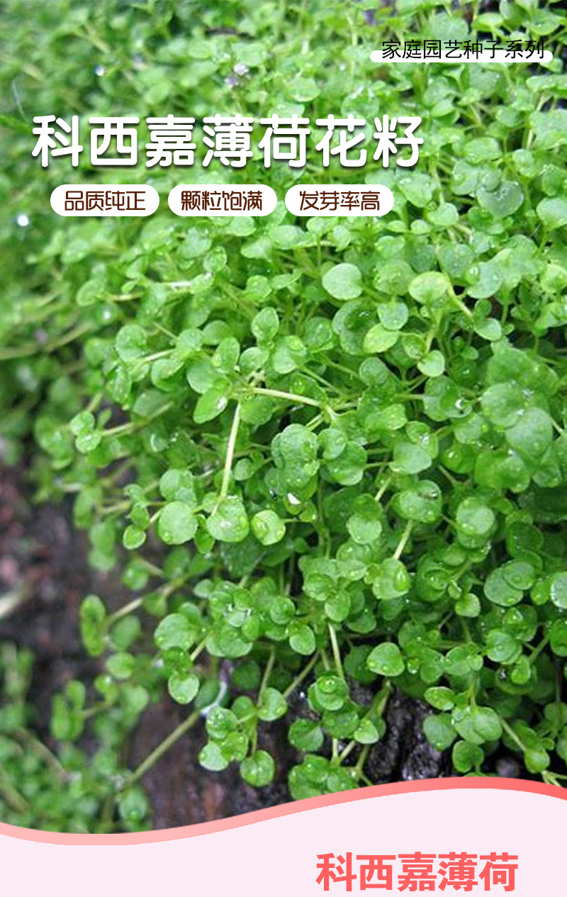 【精品】科西嘉薄荷种子清凉小叶易活地被香草种籽匍匐垂吊盆