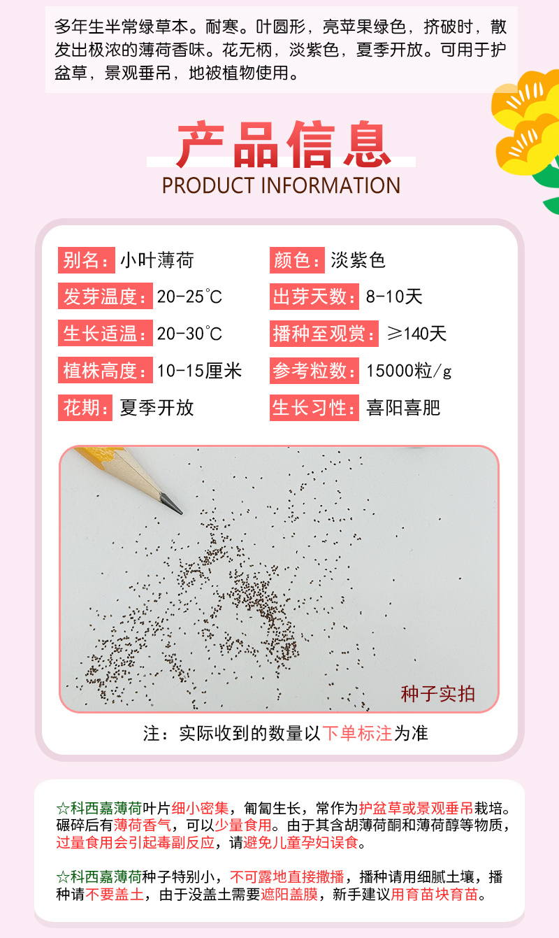 【精品】科西嘉薄荷种子清凉小叶易活地被香草种籽匍匐垂吊盆