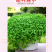 【精品】科西嘉薄荷种子清凉小叶易活地被香草种籽匍匐垂吊盆