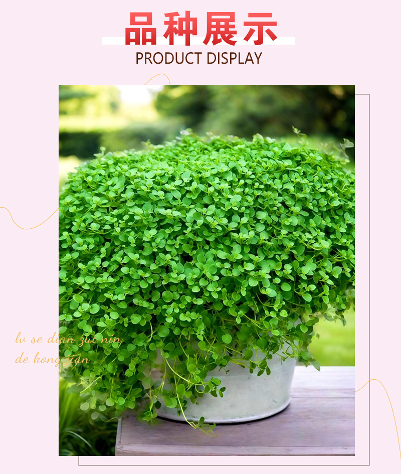 【精品】科西嘉薄荷种子清凉小叶易活地被香草种籽匍匐垂吊盆