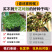 【精品】科西嘉薄荷种子清凉小叶易活地被香草种籽匍匐垂吊盆
