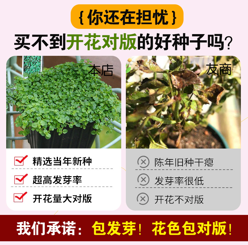 【精品】科西嘉薄荷种子清凉小叶易活地被香草种籽匍匐垂吊盆