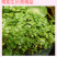 【精品】科西嘉薄荷种子清凉小叶易活地被香草种籽匍匐垂吊盆