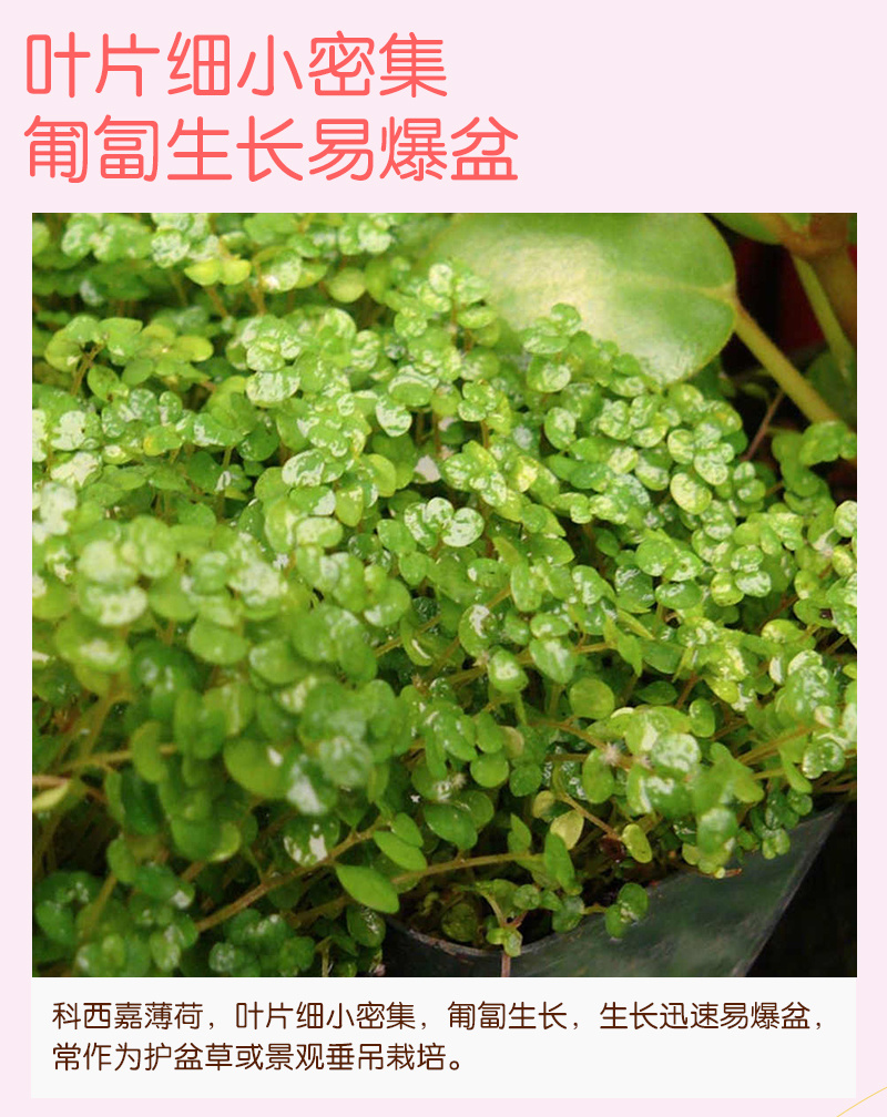 【精品】科西嘉薄荷种子清凉小叶易活地被香草种籽匍匐垂吊盆