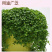 【精品】科西嘉薄荷种子清凉小叶易活地被香草种籽匍匐垂吊盆