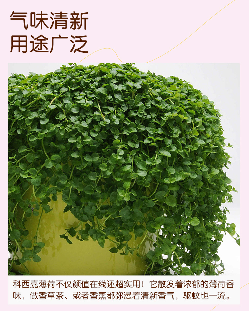 【精品】科西嘉薄荷种子清凉小叶易活地被香草种籽匍匐垂吊盆